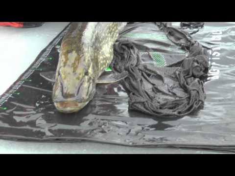 Ismete | En dag på isen | GÄDDA 11.51kg 124cm