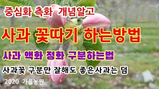 사과꽃따기  #1 액화 정화 구분하는법 [사과재배방법]