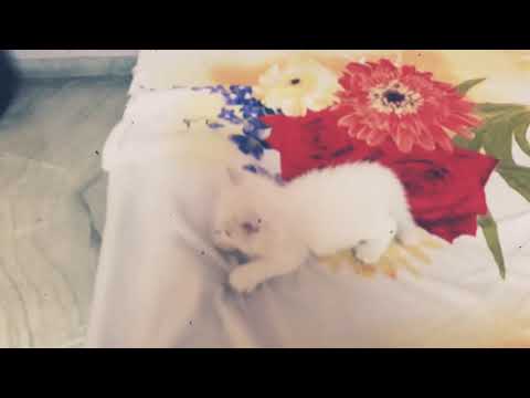 Persian cat running on the bed