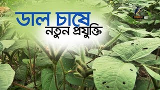 পাবনায় ডাল চাষে নতুন প্রযুক্তি