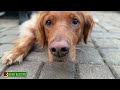 Play Video: 5 Dogs, 5 Success Stories, 1 Mission