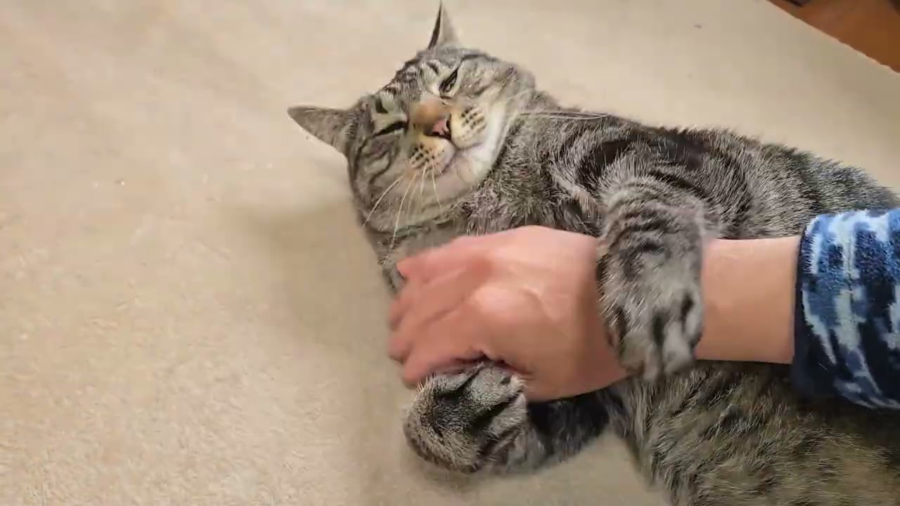 4猫まとめ　2026年3月