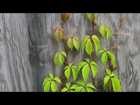 Virginia Creeper Parthenocissus quinquefolia
