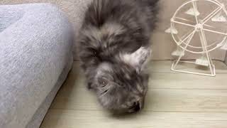 マンチカンの動画01