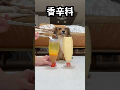 愛犬にマヨネーズの中身わからせてみた！