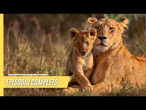 The Roaring Giants - Exploring the lives of tigers, lions, and jaguars | Full Episode