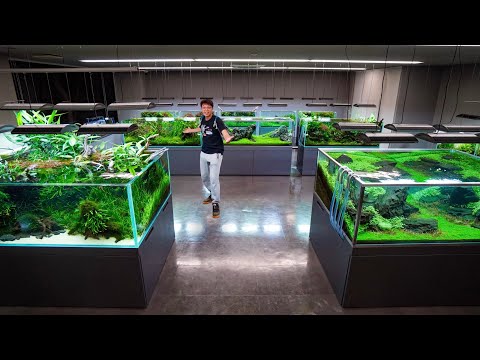 ADA Nature Aquarium Gallery Full Tour