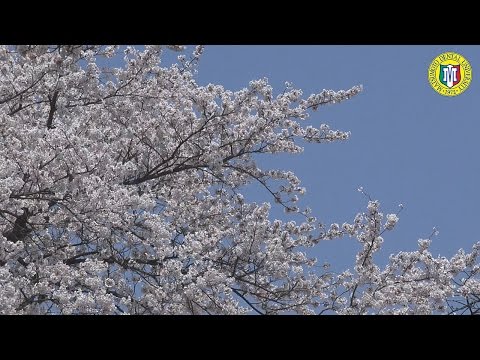 松本歯科大学キャンパス桜の競演～ソメイヨシノ編～