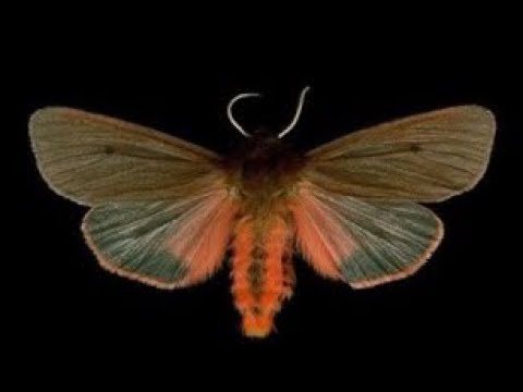 Oblivious 🌀 - Jessica Lea Mayfield