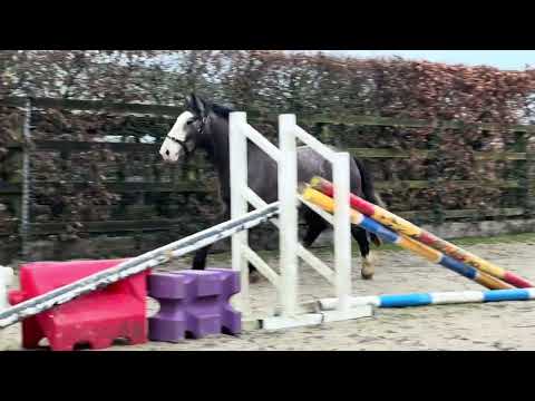 Rising 4yo RID X Cob Gelding - Image 2