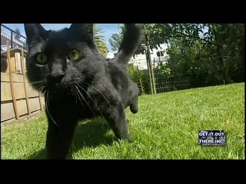 Disabled Cats Make Lady Famous