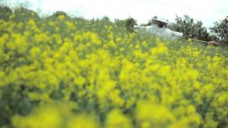 Gruff Rhys - Honey All Over