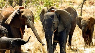 Elephant poaching crisis in Mozambique