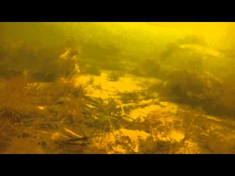 Immersione in apnea relitto Laguna di Venezia - branzini, orate, cefali etc.