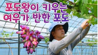 [포도 이야기] 이대겸 Chapter1 엄니 나 포도왕 먹었슈! 포도왕은 어떤 포도를 재배하고 있을까?(fe…