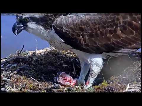 Hellgate Canyon Ospreys ~ Iris Covers Her Fish In The Nest Bole, April 06, 2020