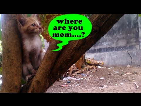 Feral kittens|| Where are you mom....?