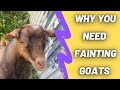 5 Reasons To Own Fainting Goats (Myotonic Goat)