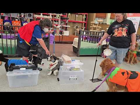 Trevor, Tegan and Crystal - All Dog Band Badge Performance in front of live audiance.