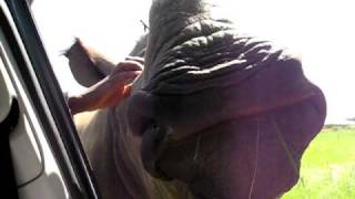 preview picture of video 'Wild rhinoceros attacks tourists on safari in South Africa (part 2)'