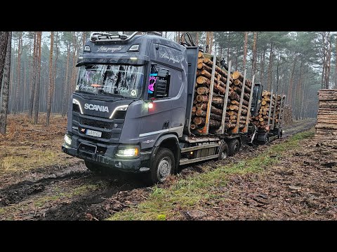 Leśna przygoda #557 piątek | powrót 