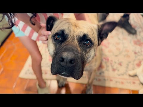 What Makes Rosco happy? | Pitbull X Mastiff Adopted Dog Living the Good Life