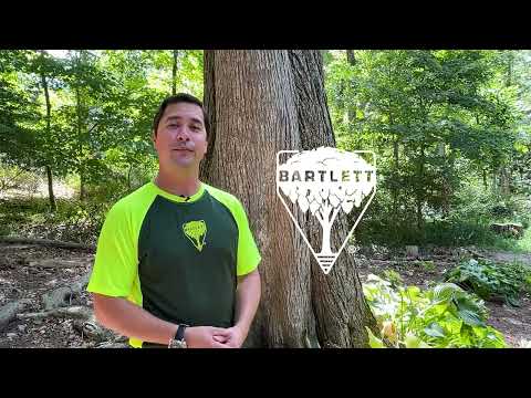 American elm (Ulmus americana)