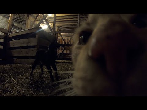 early morning feeding