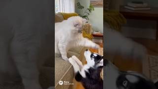 This Cat Went Too Far… Then Mom Stepped In 😳🐶
