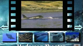 Killer Whale from Undersea Adventure MS-DOS/Packard Bell Version