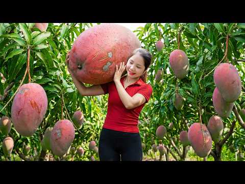 Harvesting 1000+ Giant Ruby Mango Goes To Market Sell, Make Traditional Jellyfish Mango Salad
