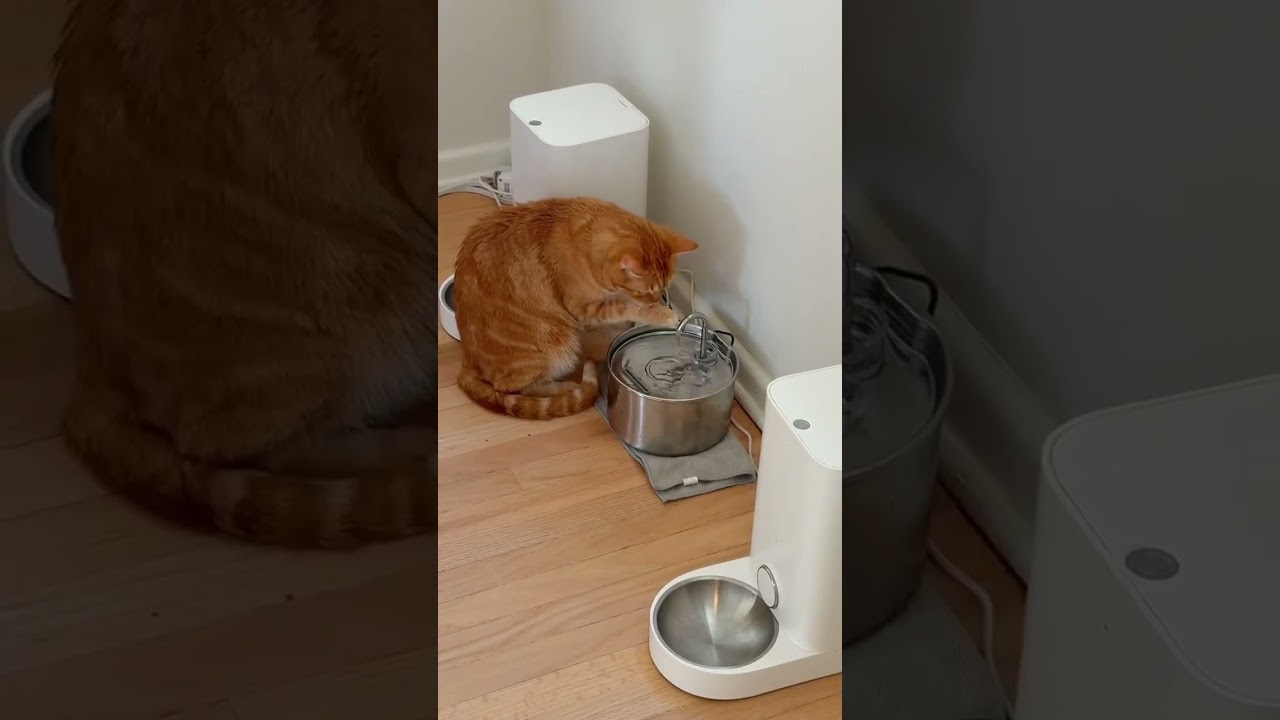 Enlarge Nabi, an adopted Domestic Short Hair in San Francisco, CA video 6/6