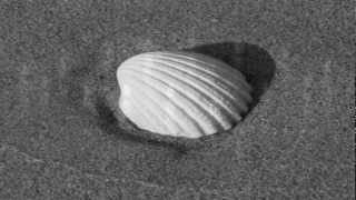 scala met seashell