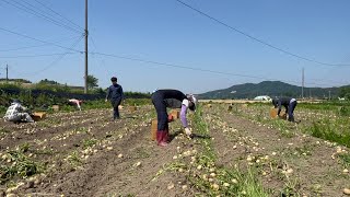 수미감자 대박 잘 달렸습니다