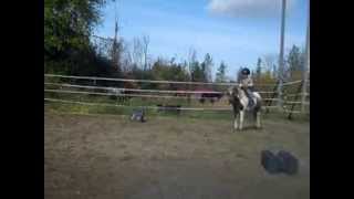 preview picture of video 'Margaret 5yo Pony Mare Broke to ride'