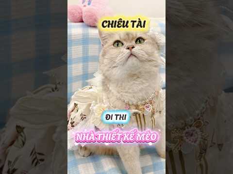 Chiêu Tài đi thi nhà thiết kế thời trang mèo đó #viral #viralreelsシ #viralshorts #viralreels #viral