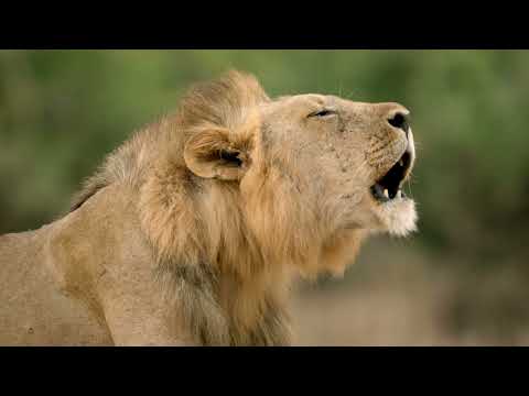 Africas Hunters - The Misfit Comes of Age