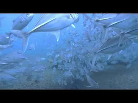 Makrelenschwarm am Wrack der Liberty, Bali/Tulamben,Indonesien