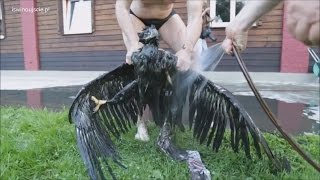 НАИДОБРЕЙШИЕ ПОСТУПКИ - Мужик Орла спас. Не каждый на это способен!