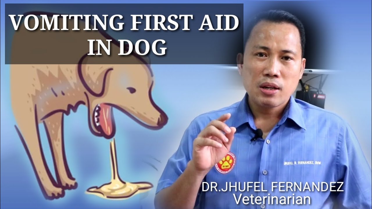 Putar video VOMITING DOG || FIRST AID || Mga Dapat Gawin Kapag Nagsusuka Ang Aso! sekarang VOMITING DOG || FIRST AID || Mga Dapat Gawin Kapag Nagsusuka Ang Aso!