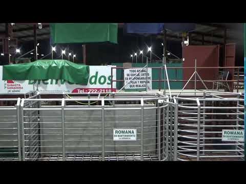 SUBASTA GANADERA DE PANAMA,BOQUERON   16/12/2025