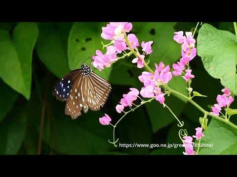 ツマムラサキマダラの飛翔スローモーション