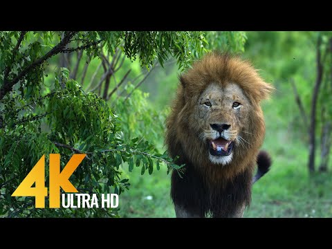 Los Animales Salvajes De África En Video HD