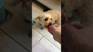 Video preview image #1 Poodle (Miniature) Puppy For Sale in Benton, LA, USA