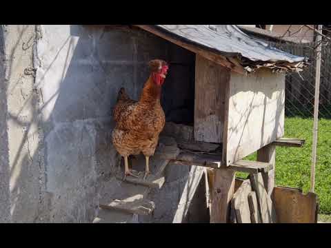 Cotcodacitul gainii ❌ Cum canta gaina dupa ce face ou ❗❗❗🐔 🐓 🐣 🐤 🐥
