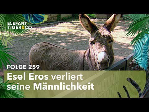 Der kastrierte Esel Eros (Folge 259) | Elefant, Tiger & Co. | MDR