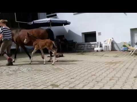 Melina von Bundeschampion Movie Star/Neckar