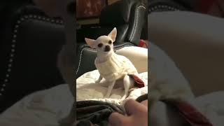 Download lagu aw aw aw song for dog #subscribe mp3