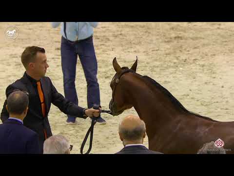 N 106 GHALY AL HAWAJER   Dubai Arabian Horse Show 2020   Yearling Colts Class 9B