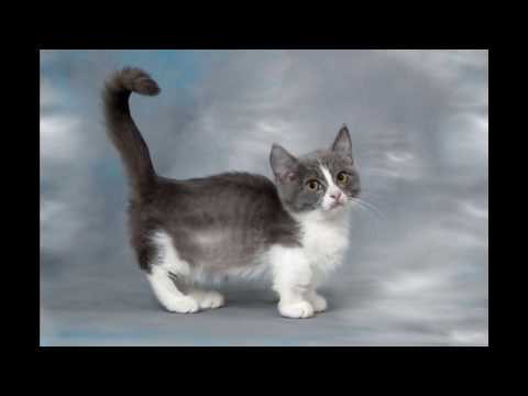 Munchkin Cat and Kittens | History of the Munchkin Cat Breed